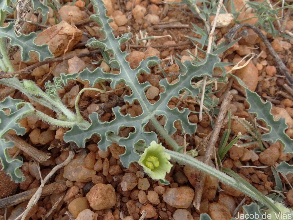 Citrullus colocynthis (L.) Schrad.